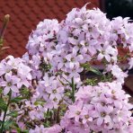 Zvonček (Campanula) ´LODDON ANNA´ - kont. C1L